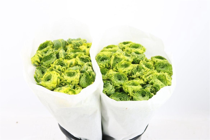 <h4>Ran Ponpon Ex Peter Pan</h4>