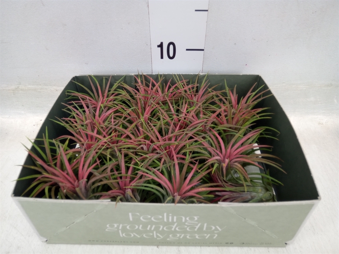 <h4>Tillandsia</h4>