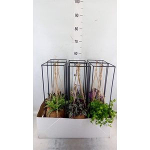 Planten Groen   ...mix  3