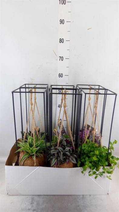 <h4>Planten Groen   ...mix  3</h4>