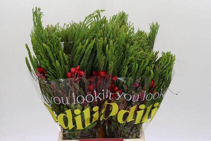 <h4>BQ Cape Greenmix</h4>