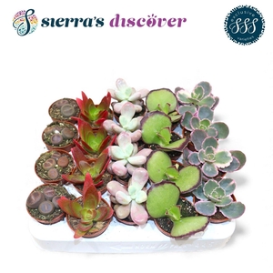 Discover® - Barcelona Succulents Mix (Exclusive)