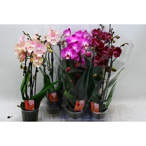 PHAL EL CASCADE