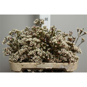 CHAME MAYA 70CM 60GR