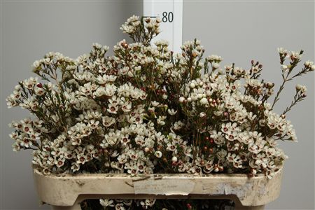 <h4>CHAME MAYA 70CM 60GR</h4>