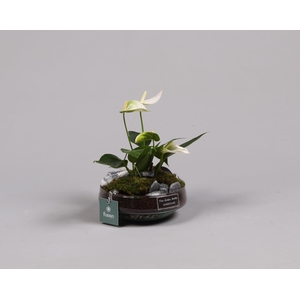 Green Bottle Iris Small met anthurium wit