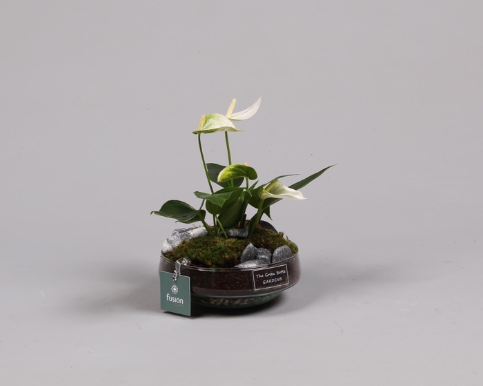 <h4>Green Bottle Iris Small met anthurium wit</h4>