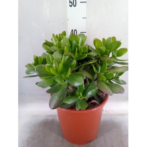 Crassula ovata