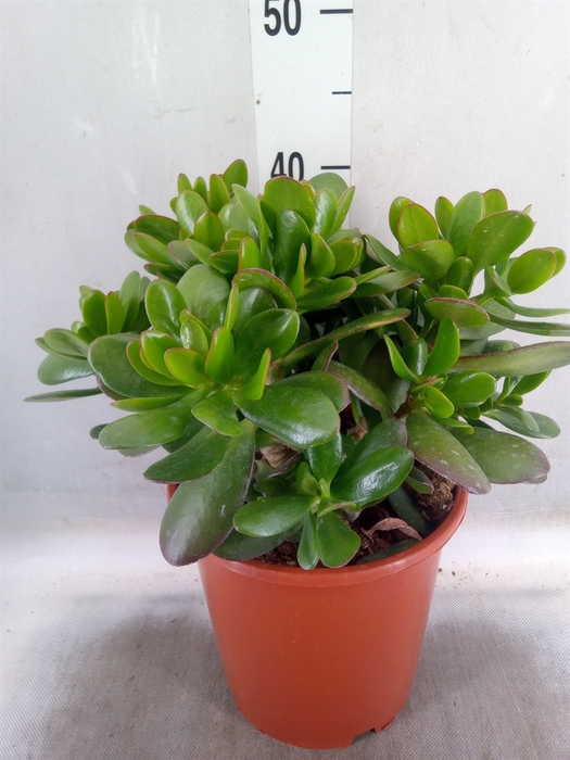 <h4>Crassula ovata</h4>