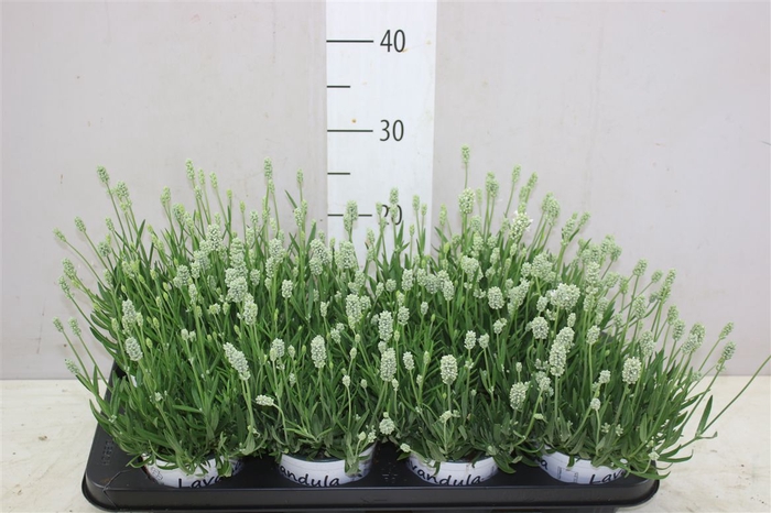 <h4>Lavandula Edelweiss Wit</h4>