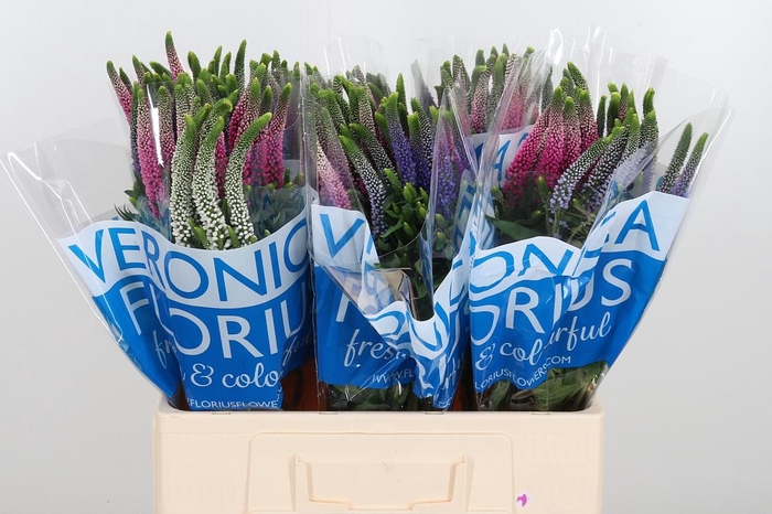 <h4>Veron Smart Col Gem</h4>