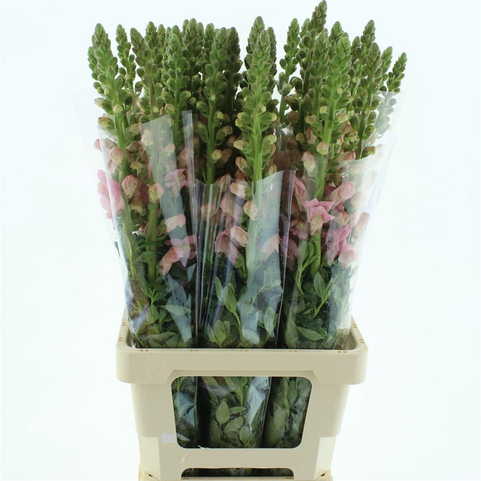 <h4>Antir Op Soft Pink</h4>