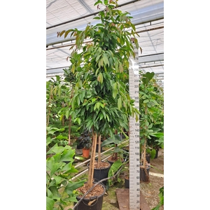 Ficus Amstel King stam