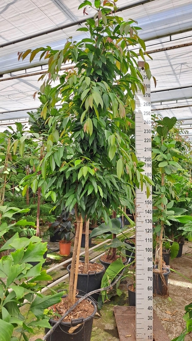 <h4>Ficus Amstel King stam</h4>