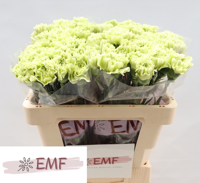 <h4>DI ST ALESSANDRIA</h4>