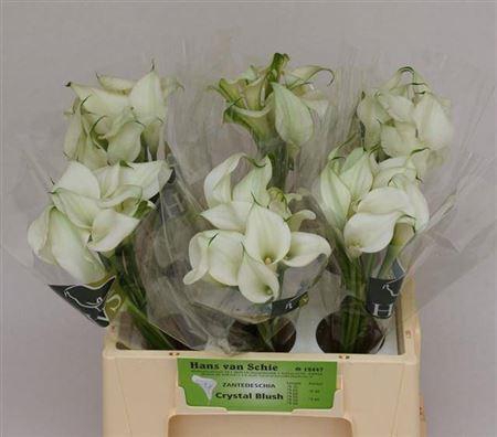 <h4>Zant Crystal Blush</h4>