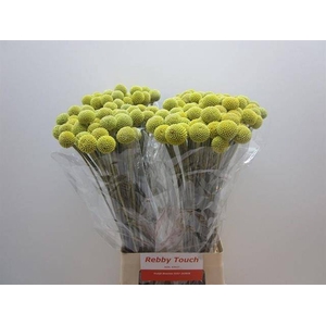 CRAS OV 70 CM x 50 TAK