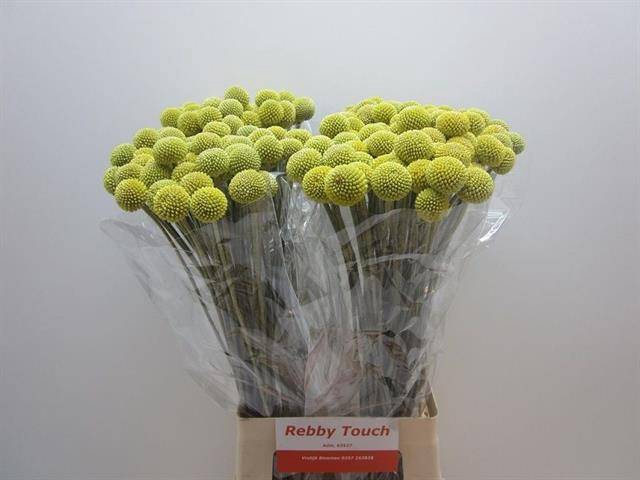 <h4>CRAS OV 70 CM x 50 TAK</h4>