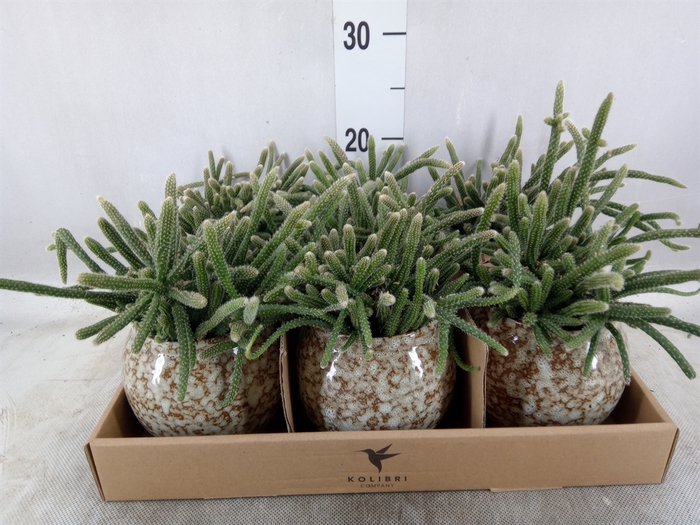 <h4>Rhipsalis   ...mix</h4>