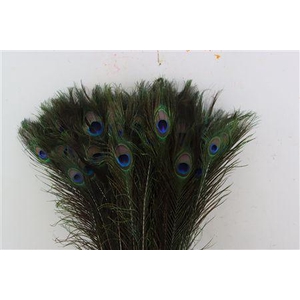 Feather Peacock Natural L60/70cm Pst
