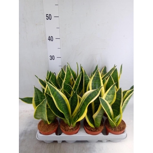 Sansevieria trifa. 'Futura Superba'