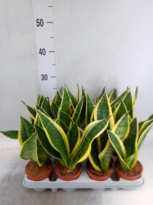 <h4>Sansevieria trifa. 'Futura Superba'</h4>