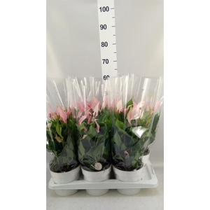 Anthurium andr. 'Lilli'