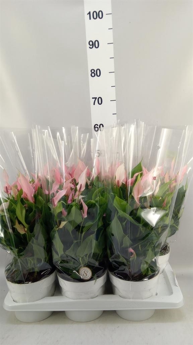 <h4>Anthurium andr. 'Lilli'</h4>