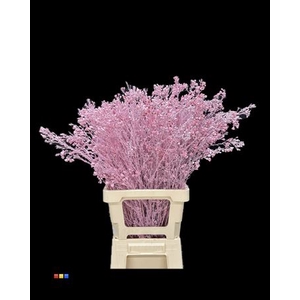 Waxflower Light Pink