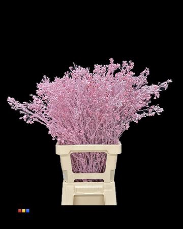 Waxflower Light Pink