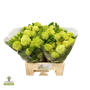 VIBURNUM ROSEUM ST