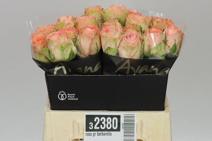 <h4>Rosa Gr Barbarella</h4>