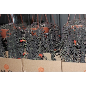 COLUMNEA GLORIOSA C21