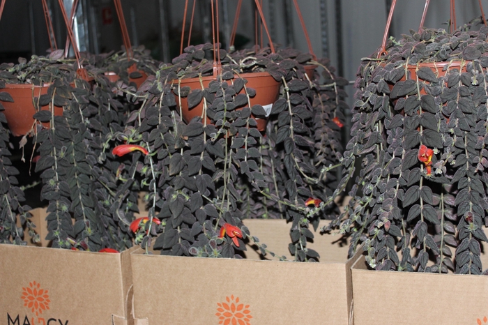 <h4>COLUMNEA GLORIOSA C21</h4>