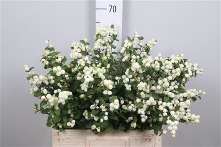 <h4>Sympho Mag Lemon Lime</h4>