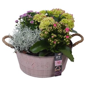 Arr.   Tuinplanten H%