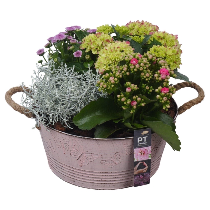 <h4>Arr.   Tuinplanten H%</h4>