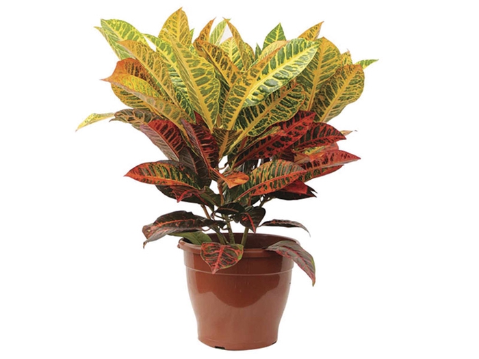 <h4>CROTON HIBRIDO NORMA P17</h4>