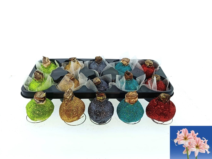 <h4>BLOEMBOL HIPPEASTRUM</h4>