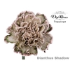 DI ST SHADOW
