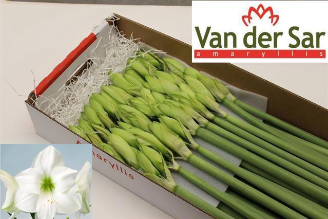 <h4>HIPP GA CASABLANCA</h4>