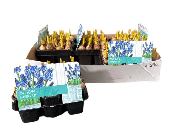 <h4>MUSCAR ARMENIACUM</h4>