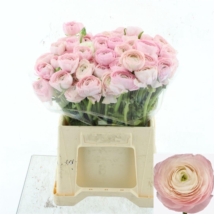 <h4>RAN SU HANOI</h4>