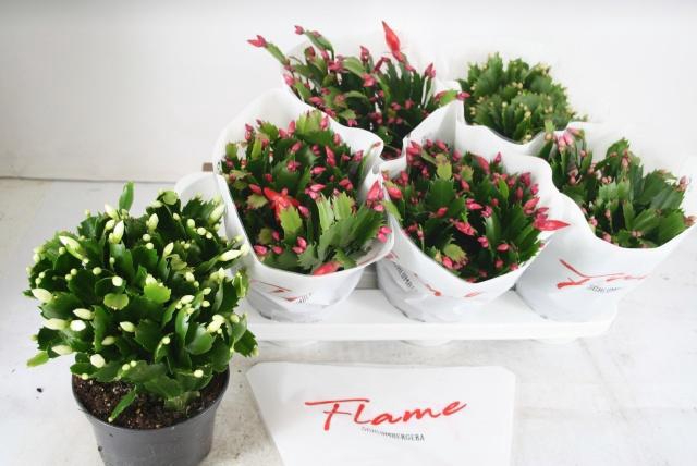 <h4>SCHLUMB FLAME GEM</h4>