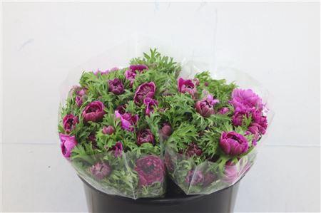 <h4>ANEM LEVANTE FUCSIA 35CM</h4>