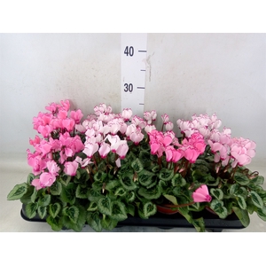Cyclamen KL 'Metis Victoria'