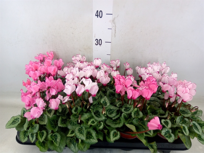 <h4>Cyclamen KL 'Metis Victoria'</h4>