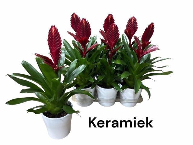 <h4>VRIES PORTO</h4>