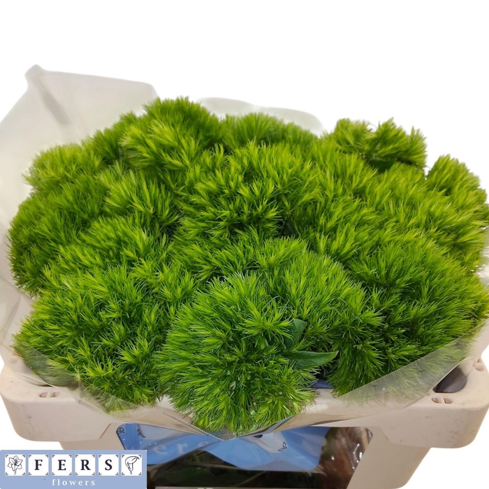 <h4>DI BARB GREEN WICKY</h4>