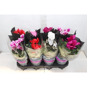 CYCLAMEN P14
